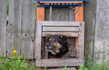 Dog looking through a hole in the wooden fence.