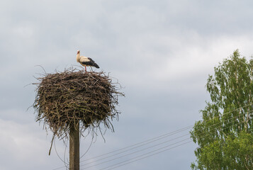 white stork nest on summer day.