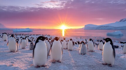 Majestic Penguin Colony at Sunrise: A captivating view of a penguin colony basking in the breathtaking beauty of a sunrise, the landscape of the Antarctic in its glory.