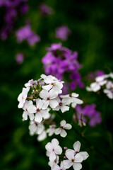 bunches of white and purple dame's violet dame's rocket flowers