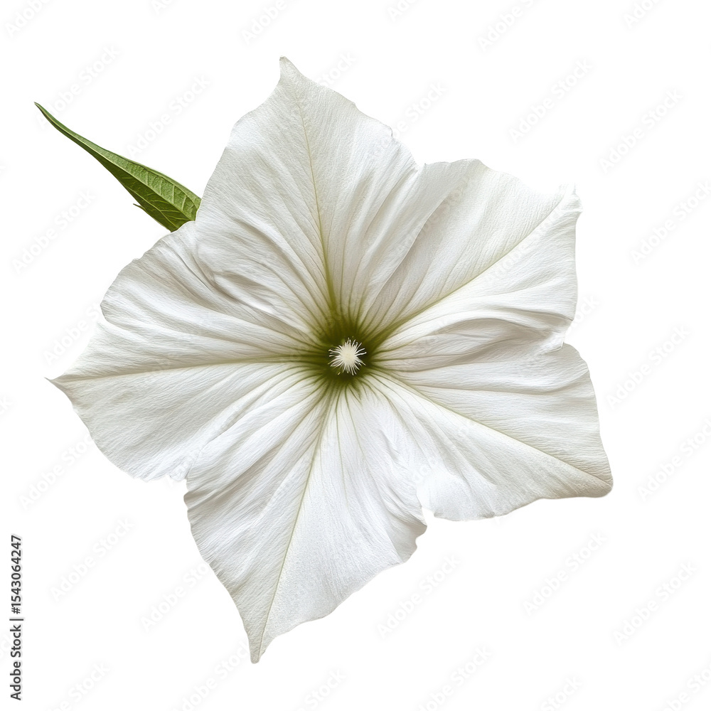 Poster moonflower in pristine transparent background showcasing delicate petals and intricate textures, moo