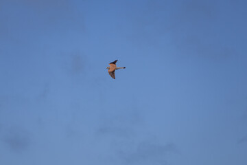 bird in the sky