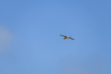 bird in the sky