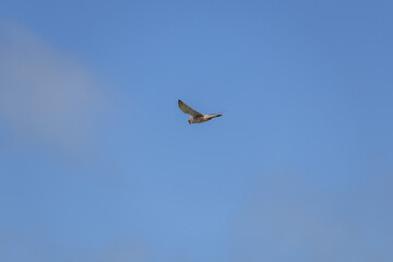 bird in the sky