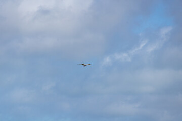 seagull in the sky