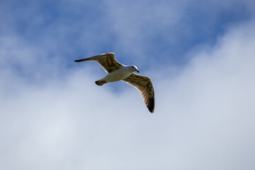 seagull in the sky