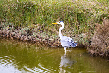 great blue heron in the marsh