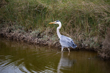 great blue heron in the marsh