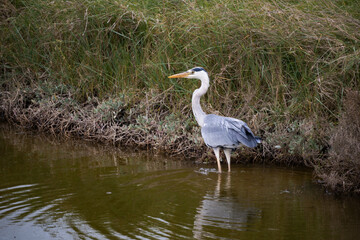 great blue heron in the marsh