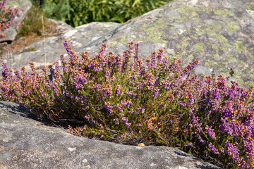 purple flowers in the garden