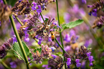 honeybee on a purple catmint aka faassen's catnip flower pollinating