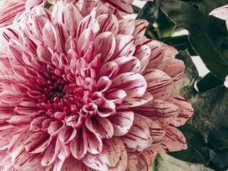 close up of pink chrysanthemum