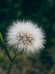 dandelion seed head