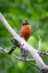 american robin perched on a tree branch