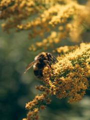 bee on a flower