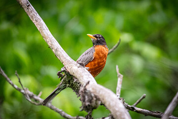 american robin perched on a branch on a summer day