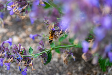 bee pollinating purple catmint flowers