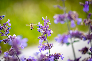 bee flying away from the purple flowers