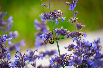 bumblebee on purple catmint flower