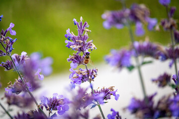 honeybee in a garden full of purple flowers