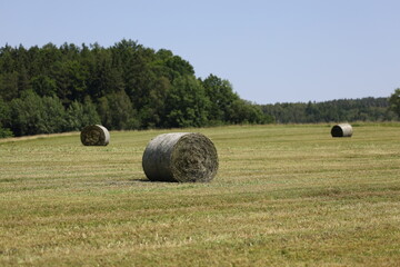 Round hay bales on a harvested field in front of a forest
