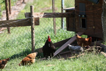 Free-range chickens near a wooden coop on a sunny day