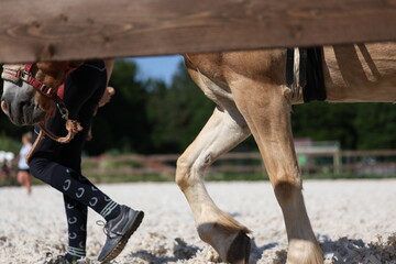 Walking horse and young handler during equestrian training session
