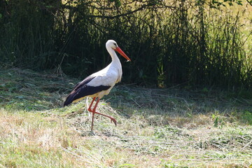 Graceful white stork walking on sunlit meadow