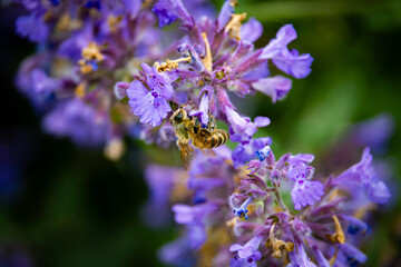bee with spread wings on a purple catmint flower