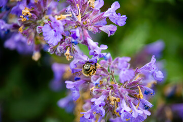 bee pollinating a bunch of purple catnip flowers aka catmint