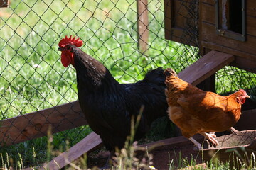 Black rooster and brown hen in a sunny chicken coop