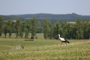 White stork walking across a summer field with forest in the background