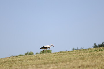 White stork walking on a summer hill under clear sky