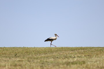White stork walking across summer meadow under clear blue sky