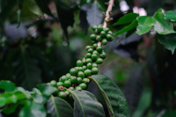 The production of coffee beans damaged by the attractive fluctuations of nature, ripe red coffee trees, fresh coffee beans, coffee tree growth	