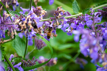 bee in a flower garden with purple catnip flowers