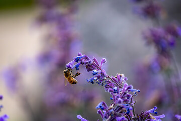 selective focus honeybee on purple flower catmint faassen's catnip