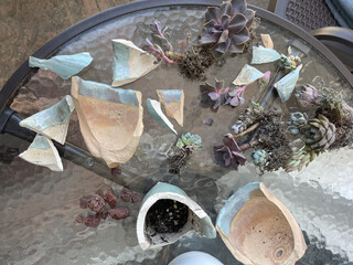 Broken ceramic pots scattered with succulent plants on a glass table in bright afternoon light