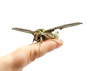 Butterfly Daphnis nerii or Army Green Moth sitting on human finger