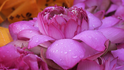 Closeup of fresh lotus flowers displayed in a flower shop