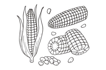 Corn cobs and kernels hand drawn sketch vector illustration