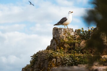 Seagull on a rocky cliff under a cloudy sky.