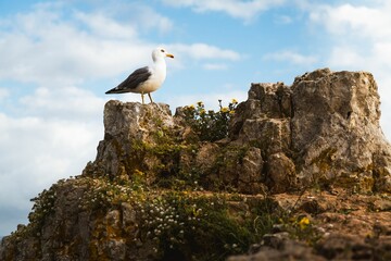 Seagull on Rocky Cliff