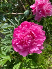 Polska wieś, czerwony kwiat. 