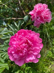 Polska wieś, czerwony kwiat. 