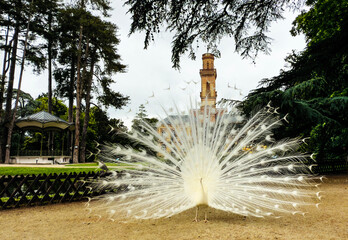 white peacock showing its tail in front of the Museum in the Massey garden in Tarbes
