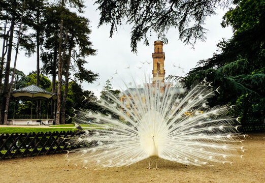 white peacock showing its tail in front of the Museum in the Massey garden in Tarbes