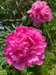 Polska wieś, czerwony kwiat. 