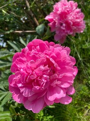 Polska wieś, czerwony kwiat. 