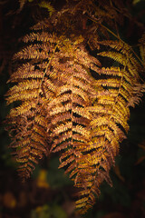 close up of fern leaf